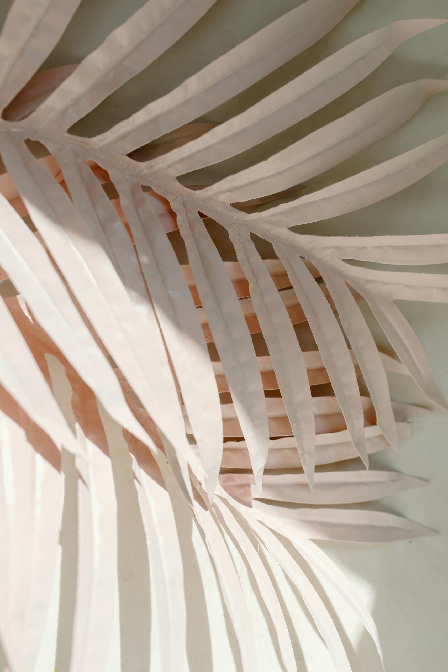 Close-up of tropical palm leaves casting gentle shadows in soft sunlight, creating an artistic and minimalist vibe.